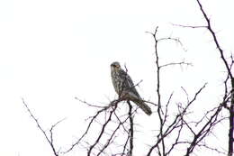 Image of Amur Falcon