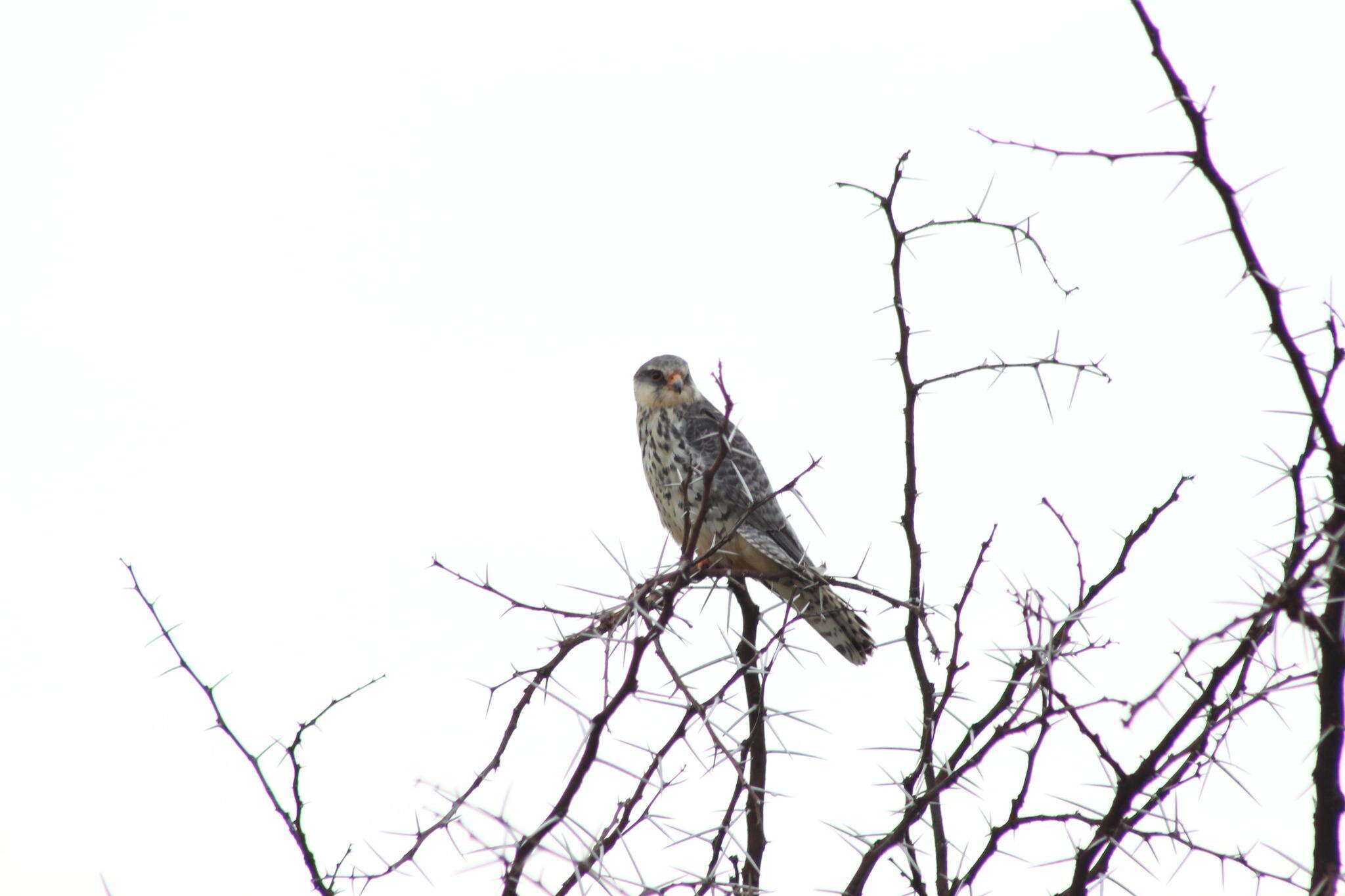 Image of Amur Falcon