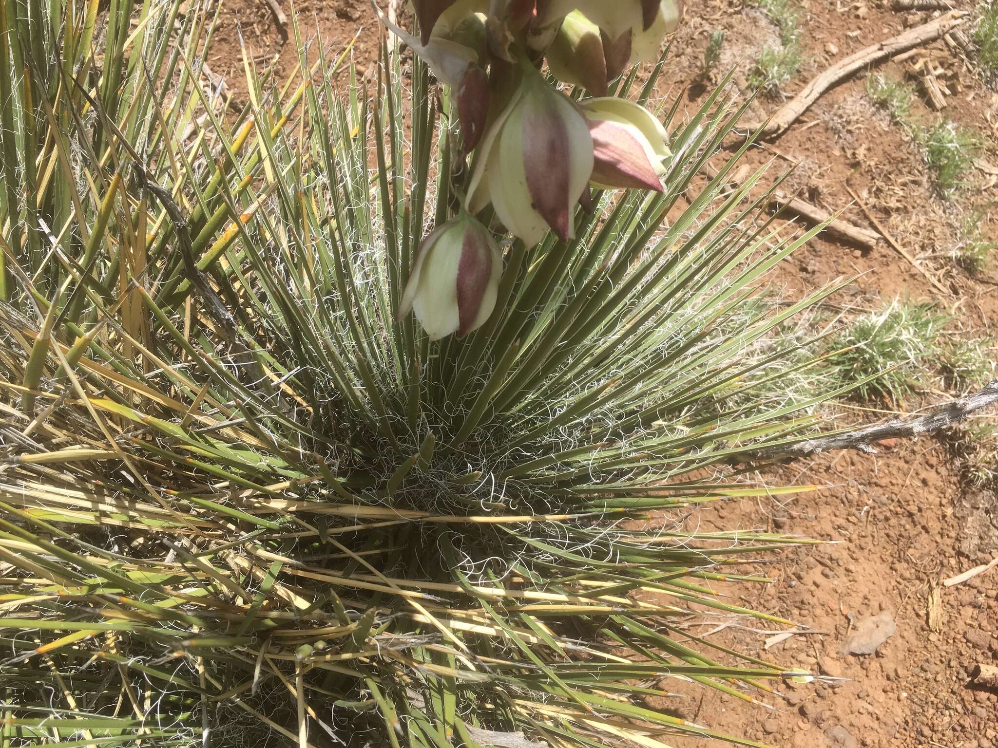 Image of Navajo yucca