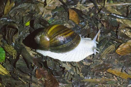 صورة Megalobulimus dryades Fontenelle, Simone & Cavallari 2021