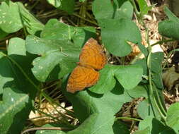 Image of Ariadne ariadne pallidior Fruhstorfer 1899