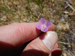 Image of chaparral clarkia