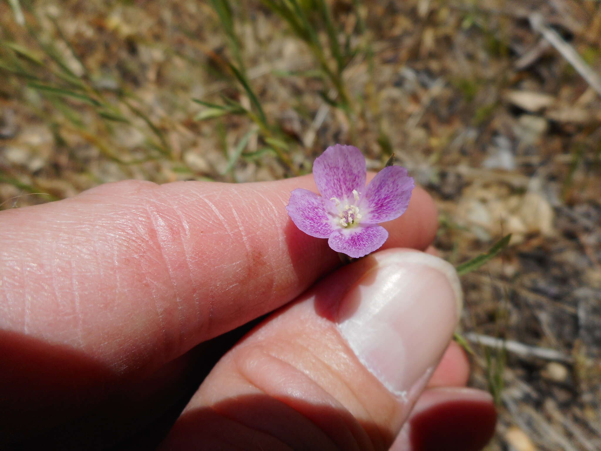 Слика од Clarkia affinis H. & M. Lewis