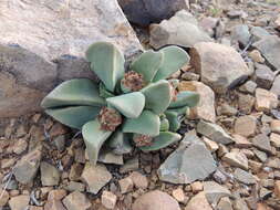 Plancia ëd Pleiospilos compactus (Ait.) Schwant.