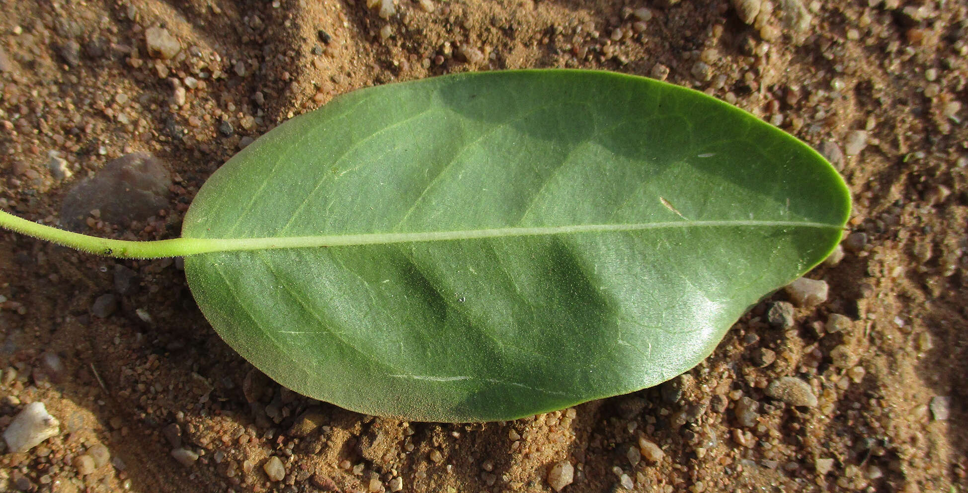 Image of Maerua angolensis subsp. angolensis