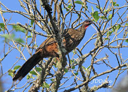 Image of Red-faced Guan