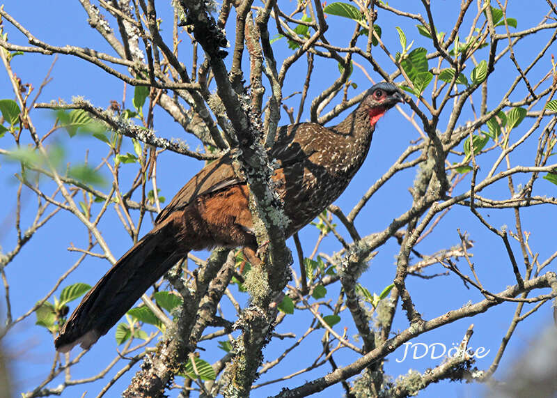 Image of Red-faced Guan