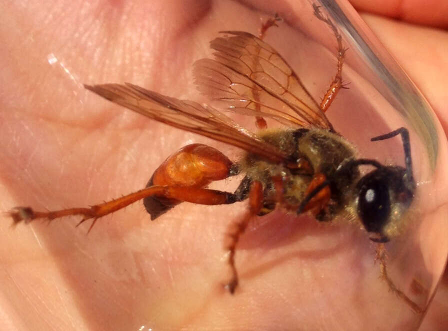 Image of Great Golden Digger Wasp