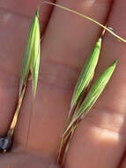 Image of wild oat