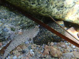 Image of Gobius incognitus Kovačić & Sanda 2016