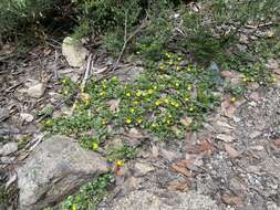 Image of Goodenia hederacea subsp. alpestris (K. Krause) R. Carolin