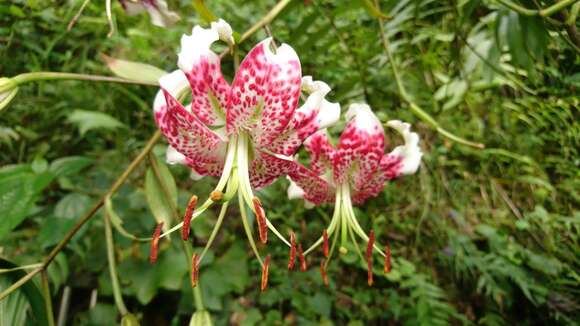 Image of Lilium speciosum Thunb.