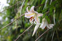 Image of Asiatic Lily