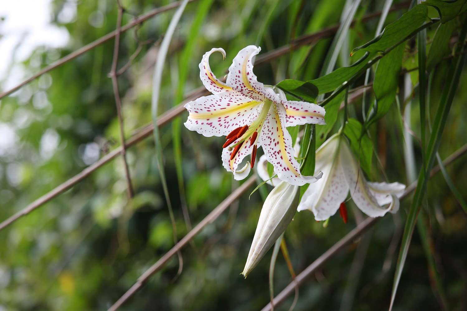 Image of Asiatic Lily