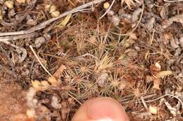 Image of Hester's foxtail cactus