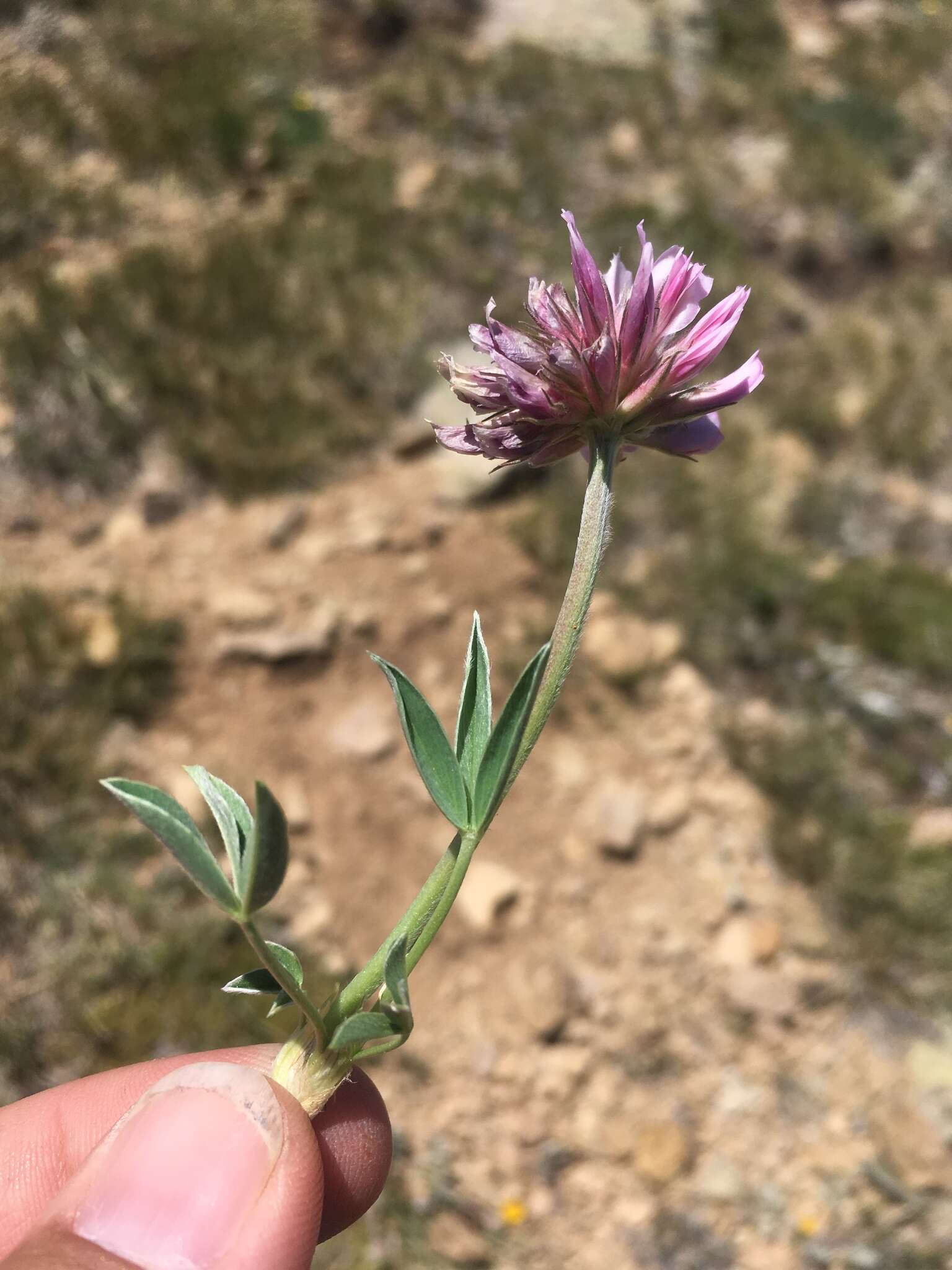 Plancia ëd Trifolium attenuatum Greene