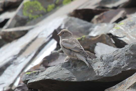 Image of Black-headed Mountain-Finch