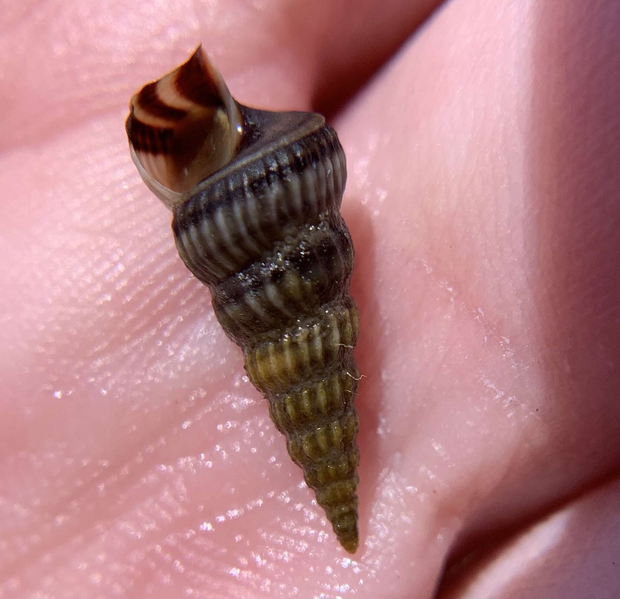 Image of costate hornsnail