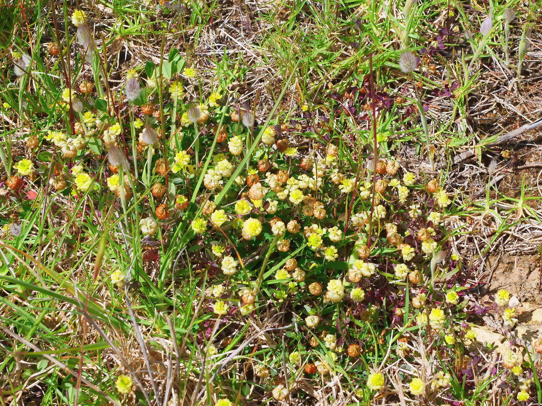 صورة Trifolium campestre var. campestre