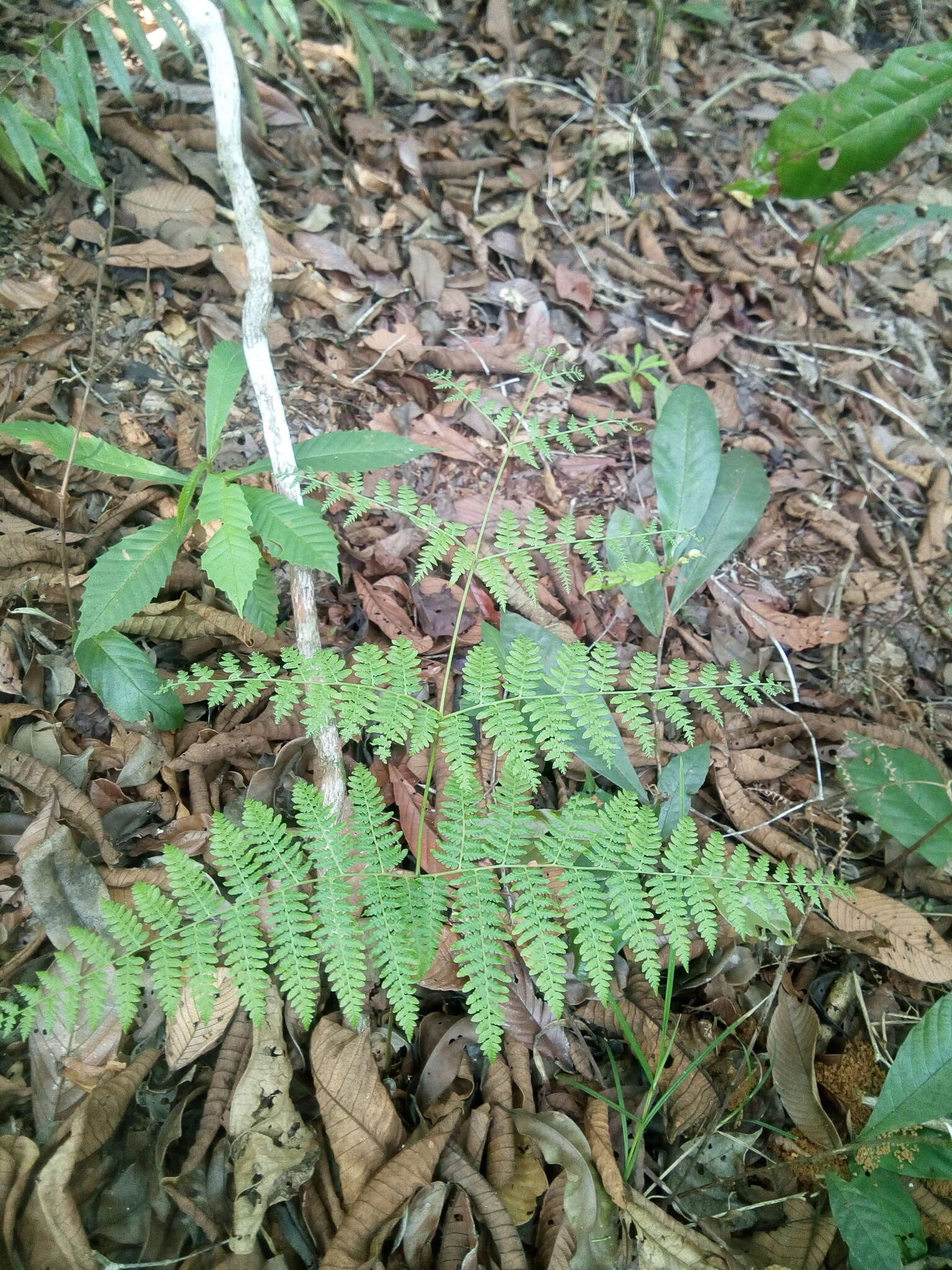 Слика од Pteridium caudatum (L.) Maxon