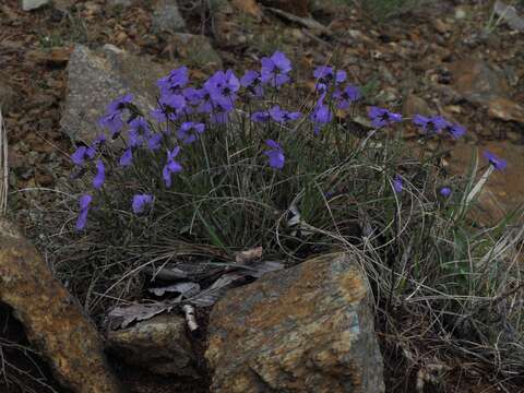 Image of Viola bertolonii Pio