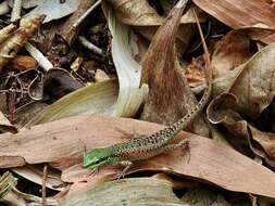 Image of Red-sided Rainbow-skink