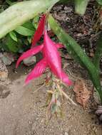 Image of Billbergia decora Poepp. & Endl.