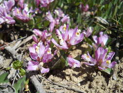 Image of California milkwort