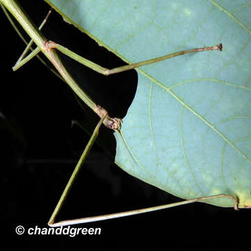 Image of Ramulus rotundus (Chen, S. C. & Y. H. He 1992)