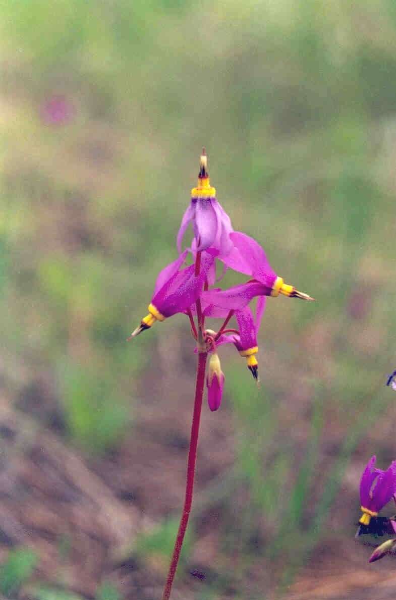 Dodecatheon pulchellum subsp. pauciflorum (Dur.) Hulten resmi