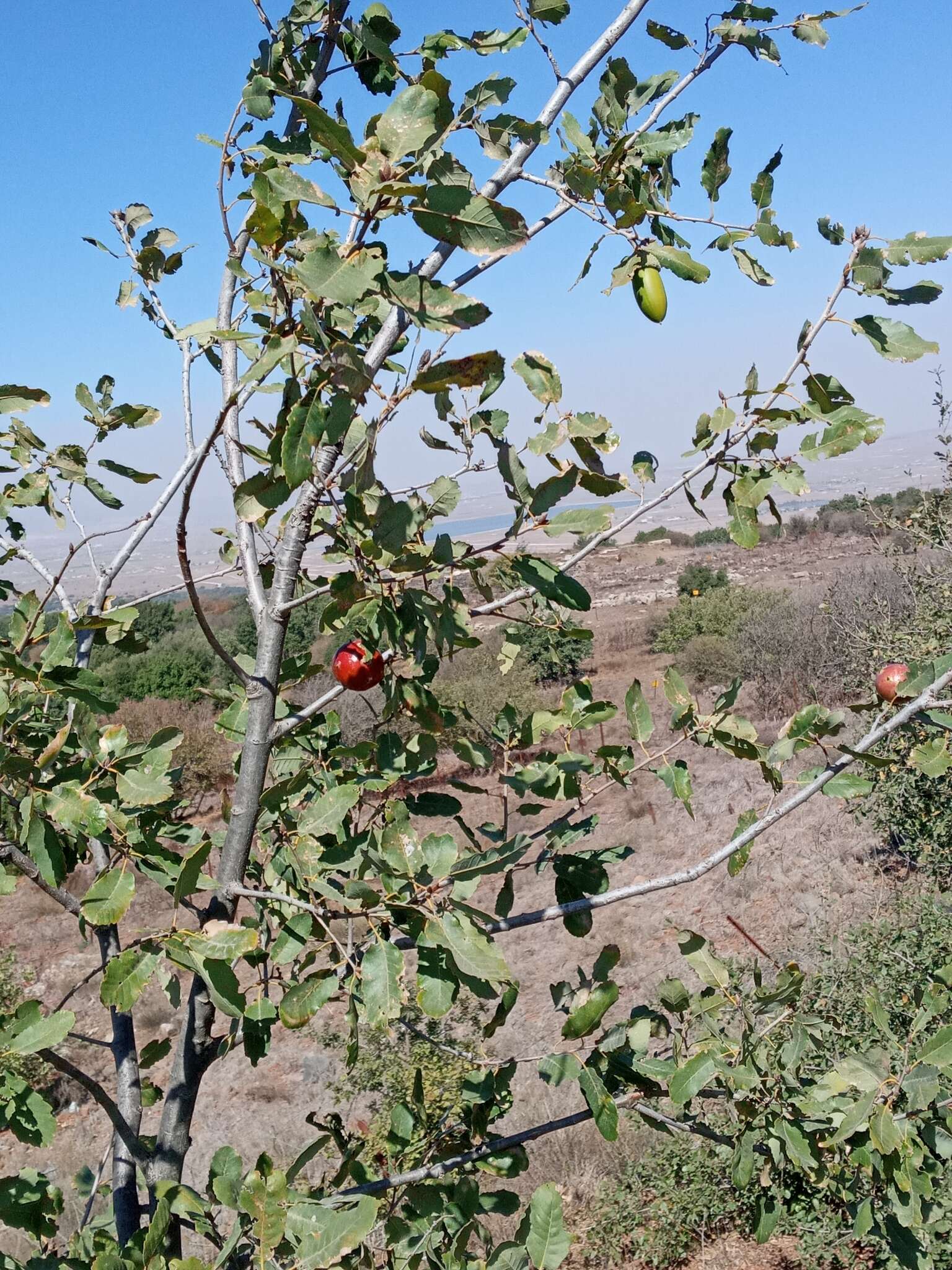 Sivun Quercus infectoria subsp. veneris (A. Kern.) Meikle kuva