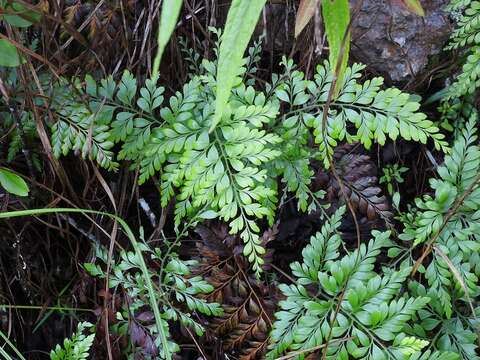 Imagem de Anemia adiantifolia (L.) Sw.