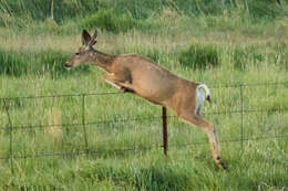 Image of Odocoileus hemionus hemionus (Rafinesque 1817)