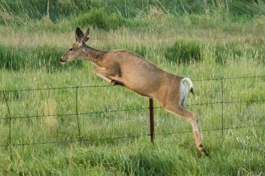 Image of Odocoileus hemionus hemionus (Rafinesque 1817)