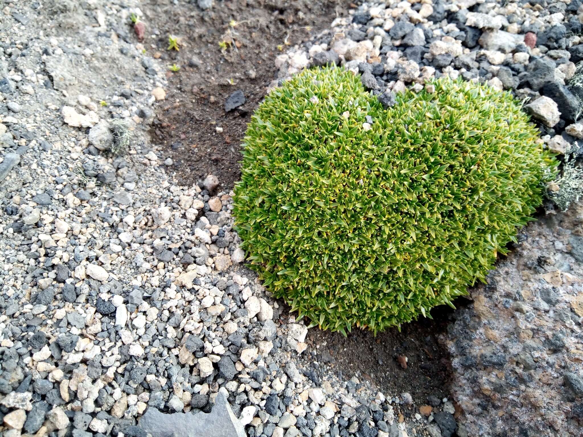 Image of Antarctic pearlwort