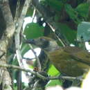 Image of Grey-collared Oriole