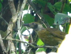 Image of Grey-collared Oriole