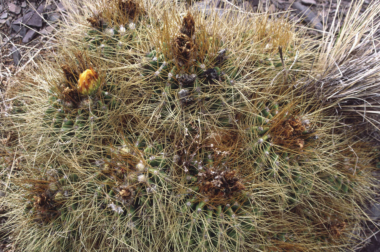 Image de Trichocereus walteri