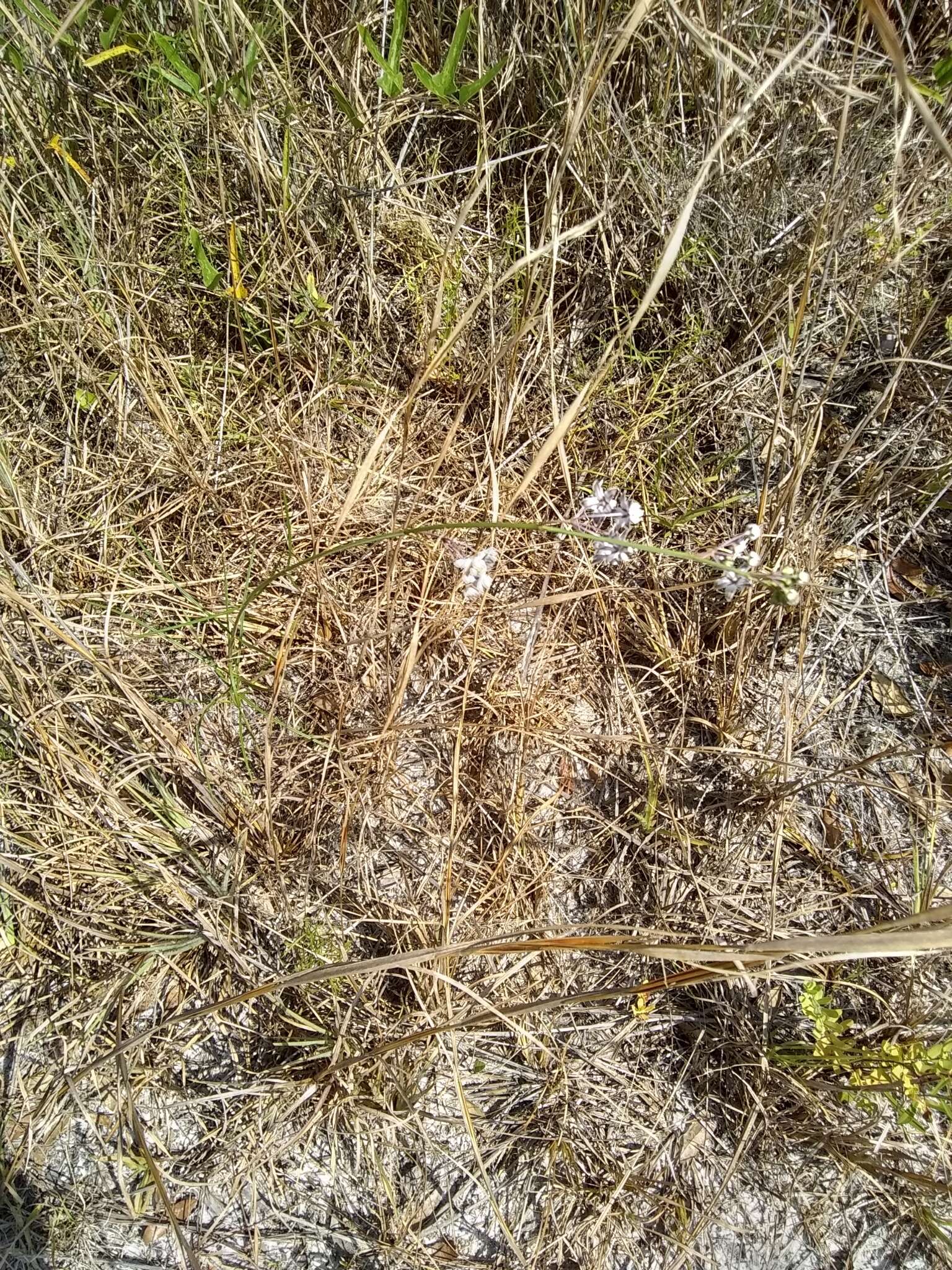 Image of Carolina milkweed