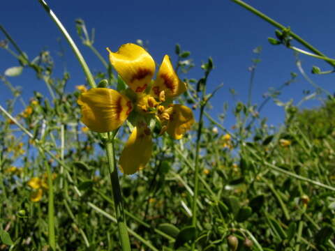 Image of Roepera foetida (Schrad. & J. C. Wendl.) Beier & Thulin