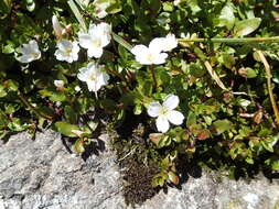 Image of Epilobium macropus Hook.