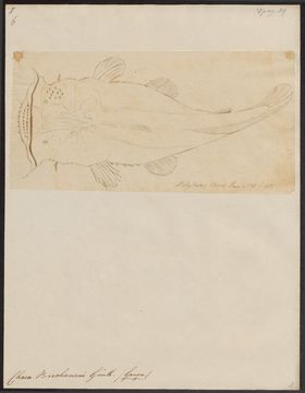 Image of Angler catfish