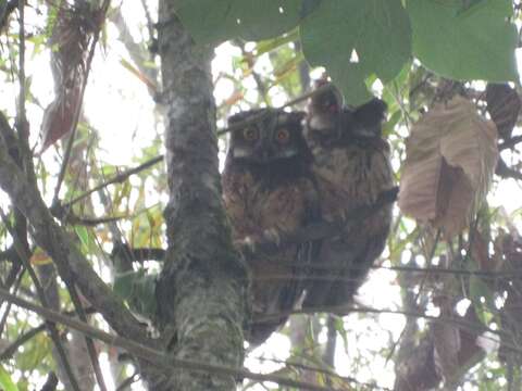 Image of White-throated Screech Owl