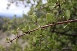 Plancia ëd Ceanothus ferrisiae Mc Minn