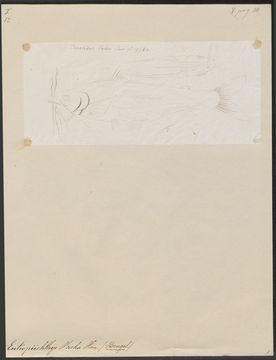 Image of <i>Eutropiichthys vacha</i> (Hamilton 1822)