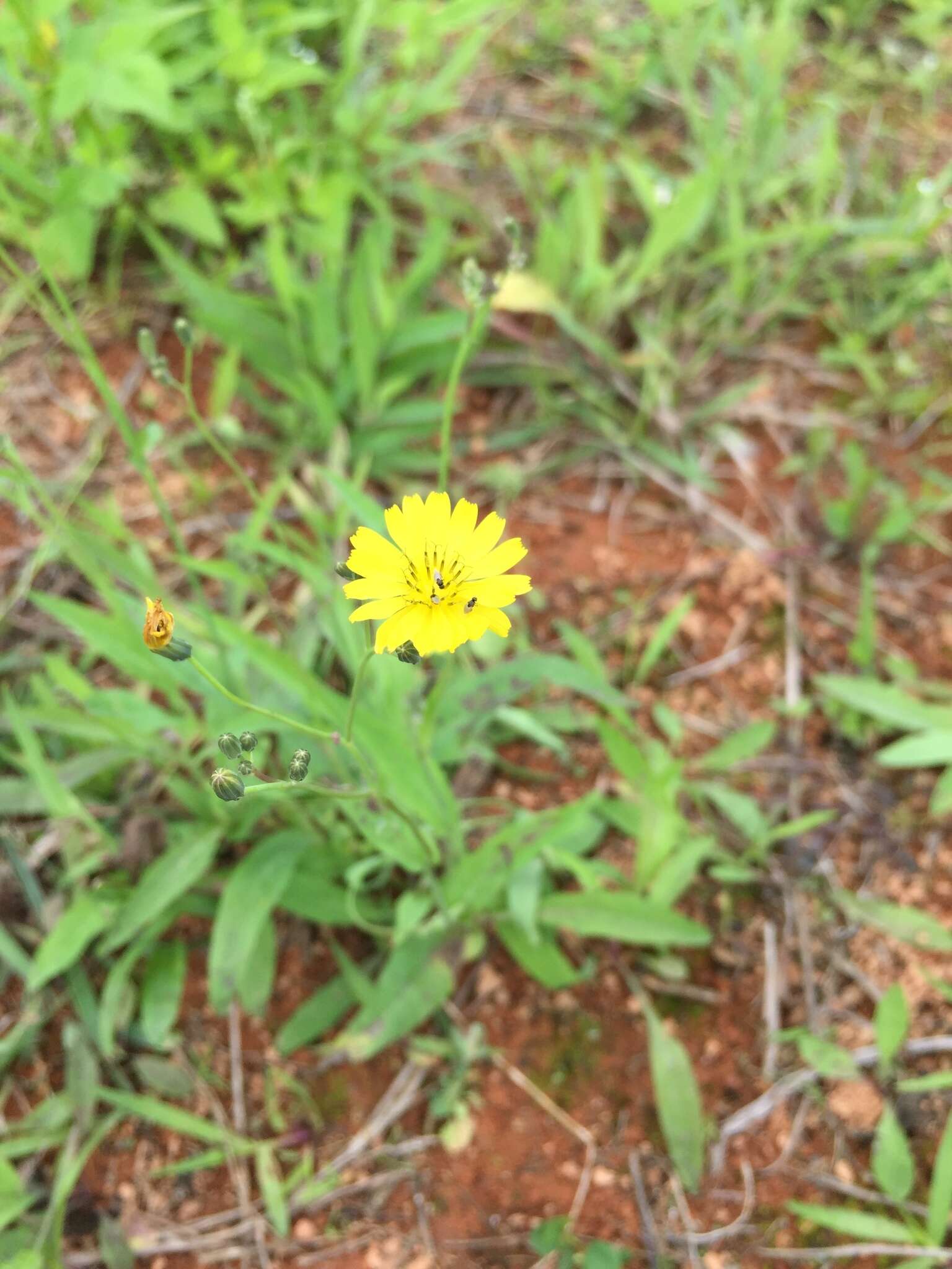 صورة Ixeris chinensis (Thunb.) Kitag.