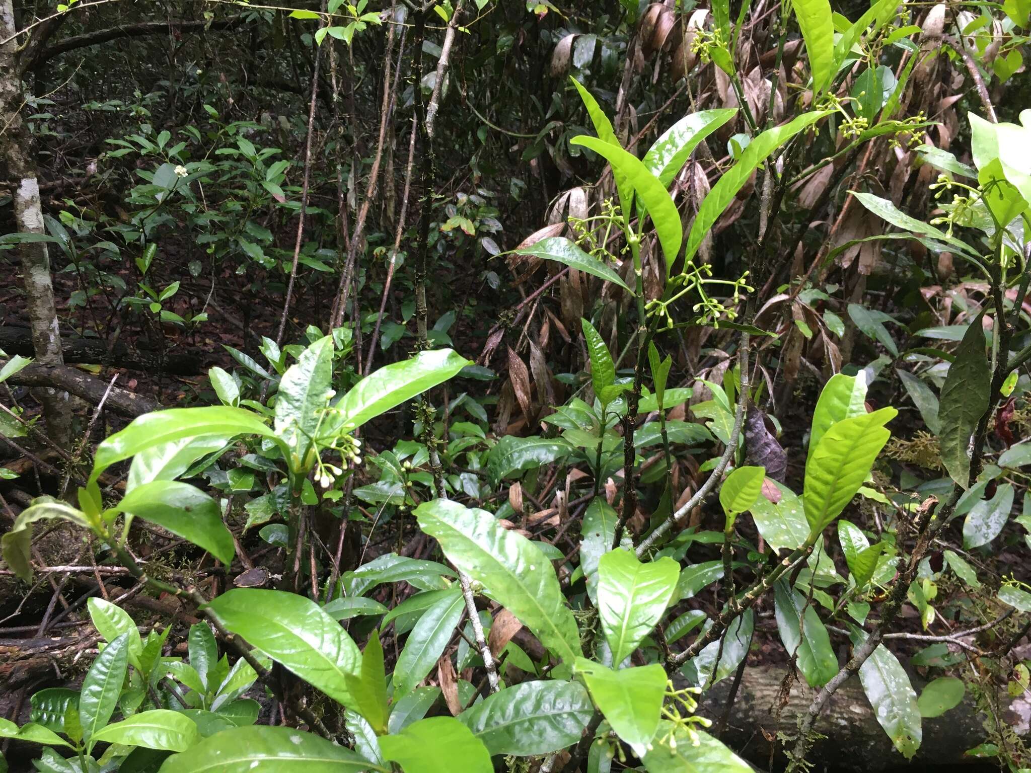 Eumachia frutescens (C. T. White) Barrabé, C. M. Taylor & Razafim. resmi