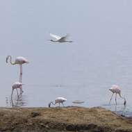 Image of African Spoonbill