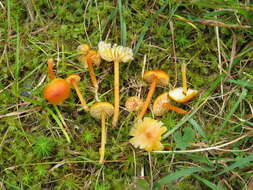 Image of Hygrocybe subpapillata Kühner 1979