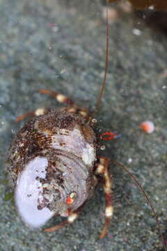 Image of greenmark hermit crab